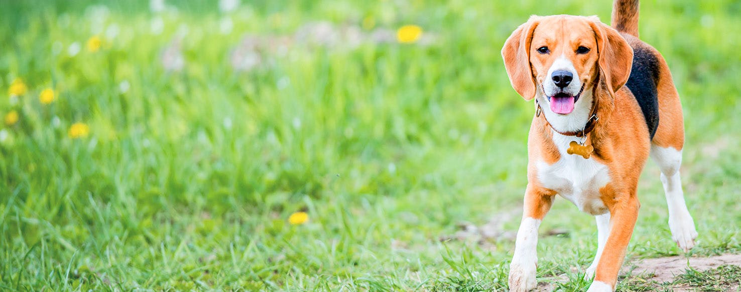 Forrest Gump Inspired Dog Names Popular Male and Female Names Wag!